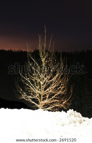 lonely night tree
