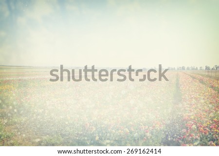 dreamy abstract photo of wild flower field and bright bokeh lights. cross proccess effect
