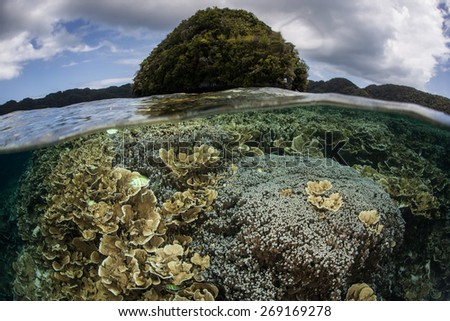 A variety of corals grow in a shallow lagoon enclosed by limestone islands in Palau. Palau is a beautiful Micronesian destination popular among scuba divers, snorkelers, and kayakers.