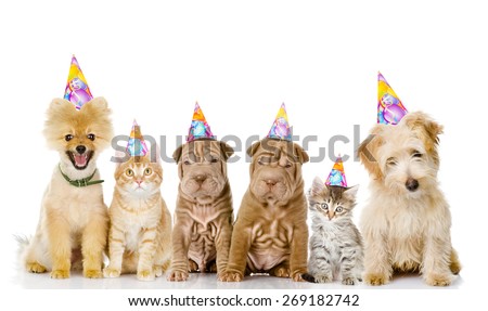 Group of cats and dogs with birthday hats. isolated on white background