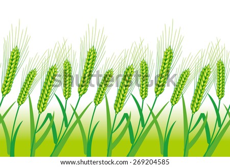 Illustration of wheat. Background of seamless pattern. Wheat before harvest. 