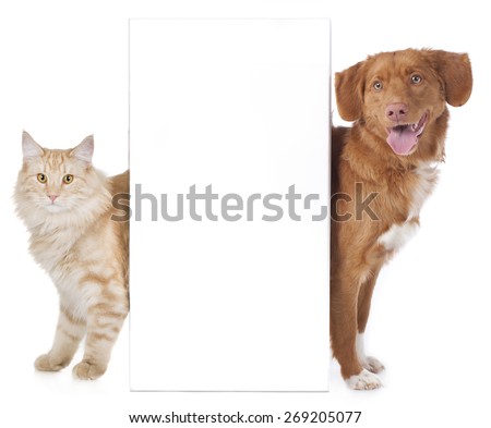 cat and dog are looking round the corner isolated