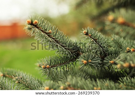 Closeup view of a bright green spruce tree branches and needles. The real treasure of Christmas holidays