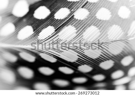 Abstract composition with guinea hen feather