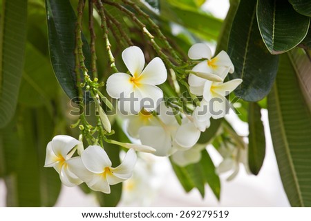 White Plumeria (frangipani) flowers on tree, Hawaiian island. Tropical flowers.