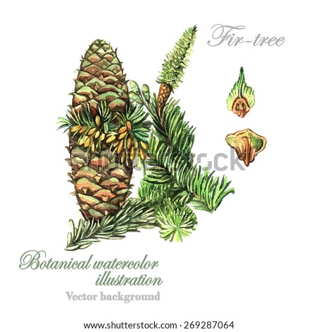 Watercolor vector Fir. Botanical Illustration. Watercolor. Vector illustration. Illustration for greeting cards, invitations, and other printing projects.