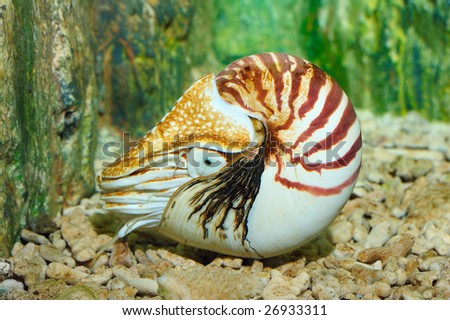 Chambered Nautilus (pompilius) underwater in a aquarium Royalty-Free Stock Photo #26933311
