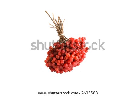 The bunch of ashberry isolated over white