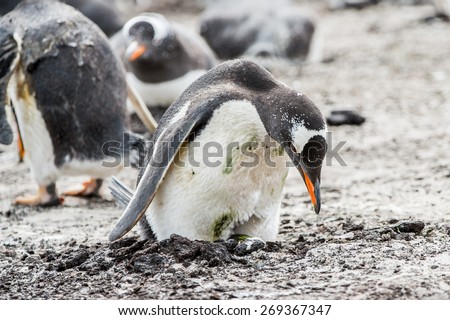 Gentoo penguin portrait in the group of many penguins