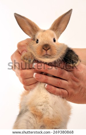 close-up of easter bunny on white background studio 