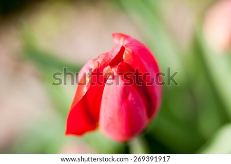 Abstract photo with tulip petals 