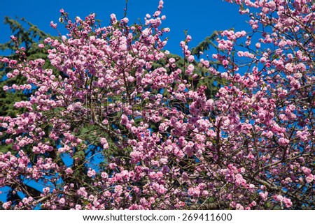 Pink flowers blossom on the branches close up