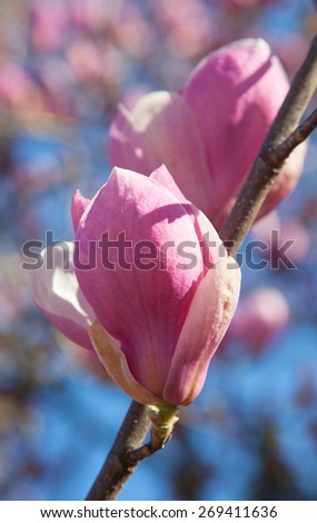 Magnolia flower blossom close up