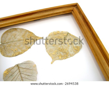 Beautiful leaves in a wooden framework on a white background