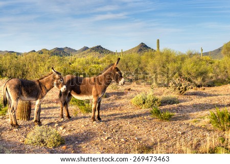 Two wild burros in beautiful Sonoran Desert, waiting patiently for photographer to take their picture.