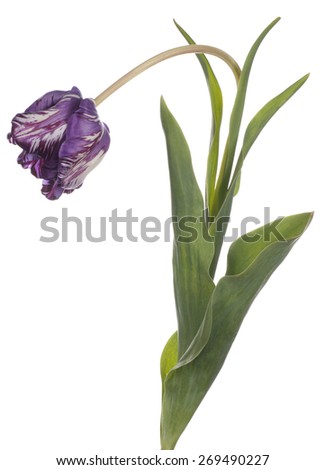 Studio Shot of Blue Colored Tulip Flower Isolated on White Background. Large Depth of Field (DOF). Macro. National Flower of The Netherlands, Turkey and Hungary.