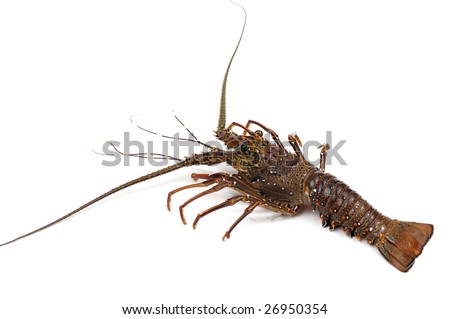 Spiny lobster Royalty-Free Stock Photo #26950354