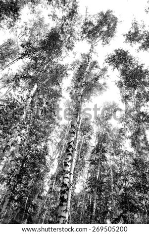 birch, black and white photo