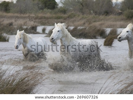 White horses of Camargue France