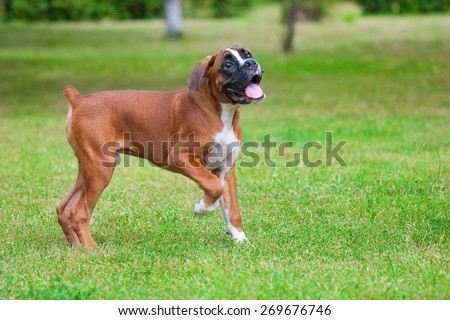 Dog breed Boxer on a green background