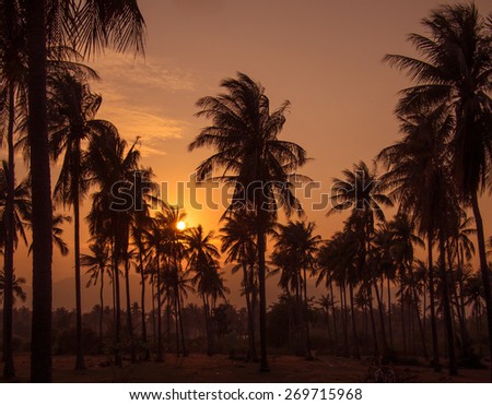 Toned image of a beautiful sunset on the background of silhouettes of palm trees