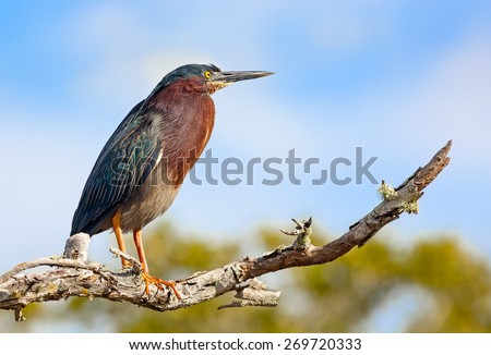 A green heron, Butorides virescens, perches on a branch at JN "Ding" Darling National Wildlife Refuge on Florida's Sanibel Island. Royalty-Free Stock Photo #269720333