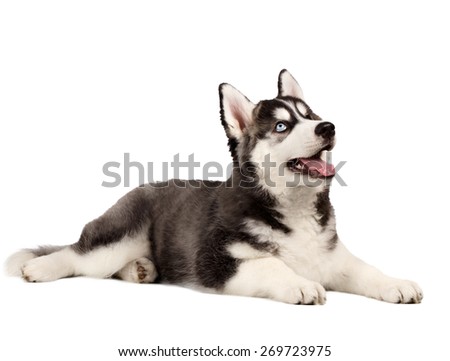 Siberian Husky Puppy isolated on White background