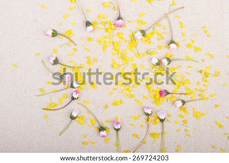 Fabric canvas burlap background strewn with daisies