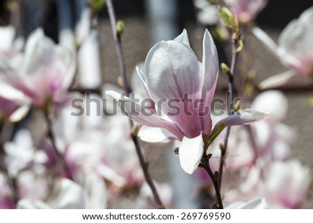 Magnolia - beautiful flowers in a spring day
