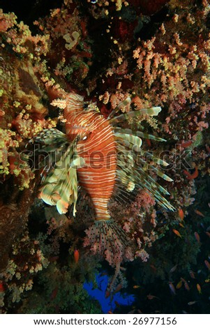 Lionfish hiding in coral reef