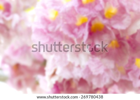 Blurred Pink trumpet tree (Bertol,),sweet pink flower blooming in the garden