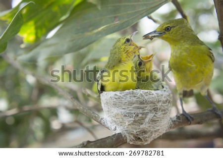 Beautiful adult Common Iora (Aegithina Tiphia) catching the worms to feed the chicks in the nest on the tree