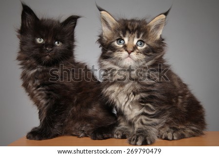Cute Maine Coon kitten . studio photo on a gray background