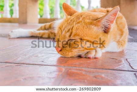 Pretty cat sleep in outside the house image.