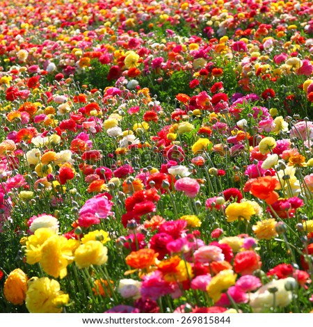 photo of field of flowers. selective focus 
