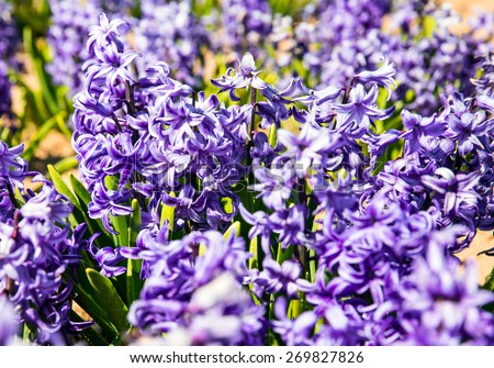 Beautiful hyacinth field. Spring flowers