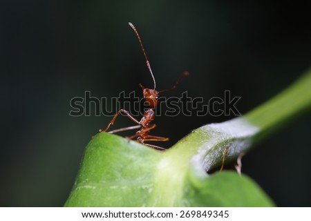 Ant walk on leaf in the garden of Thailand.