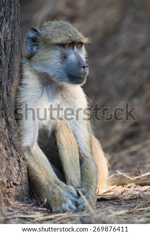 Yellow baboon (Papio cynocephalus) sitting beside a tree trunk