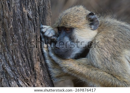 Yellow baboon (Papio cynocephalus) fighting off boredom
