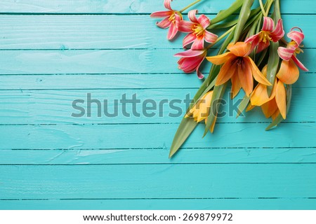 Fresh  spring red tulips flowers  on turquoise  painted wooden planks. Selective focus. Place for text.  Royalty-Free Stock Photo #269879972