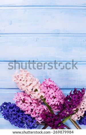 Background with fresh pink, violet and blue  hyacinths on blue wooden planks. Selective focus. Place for text. 