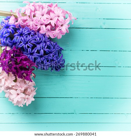 Background with fresh flowers hyacinths on green painted wooden planks. Selective focus. Place for text. Square image. 