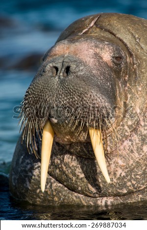 head shot of lovely tusky walrus in blue arctic ocean waters