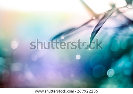 Defocused Bokeh, twinkling lights vivid color blurred bokeh abstract light spring forest background. Natural bokeh from bamboo leaf. Blur picture and soft style.