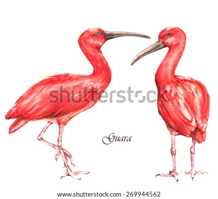 Hand drawn watercolor illustration of isolated red ibis birds on the white background in vector