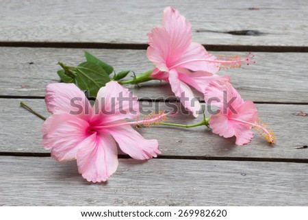 Pink hibiscus flowers on wooden floor