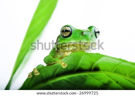 Little green Frog peeking out from behind the leaves