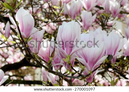 Incredibly beautiful and charming blooming Magnolia. Wonderful white and pink magnolia flowers that cause joy and admiration. Magic Magnolia for a great mood. Watch and enjoy. Stock photo.