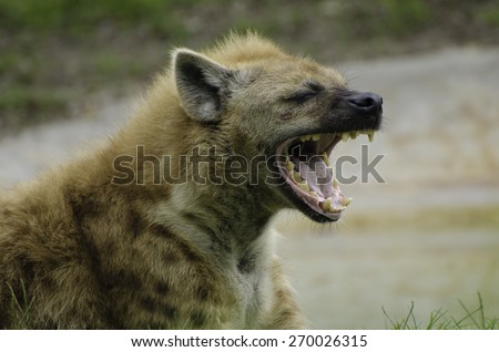Hyena at Miami Zoo