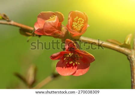 closeup photo of chaenomeles flowers